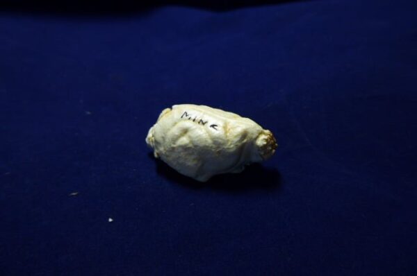 american mink brain replica