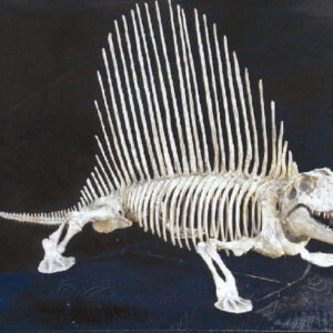 Skeleton Replicas Museum-Quality