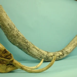 Tooth and Tusk Replicas