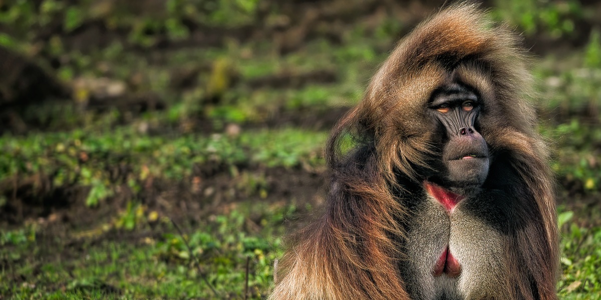 Primate Skull Replicas